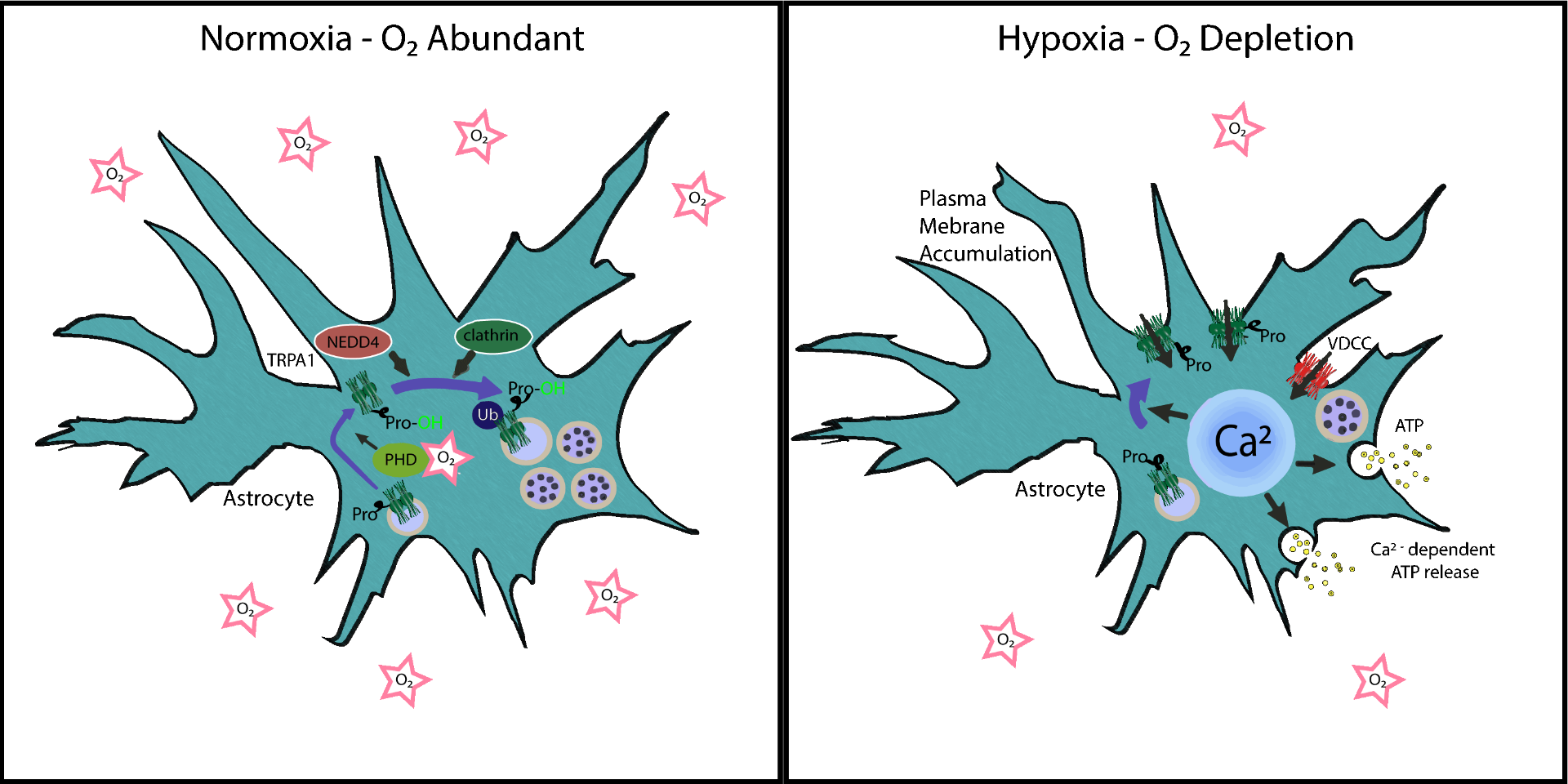 Depiction of TRPA1 in astrocytes under normoxic and hypoxic conditons