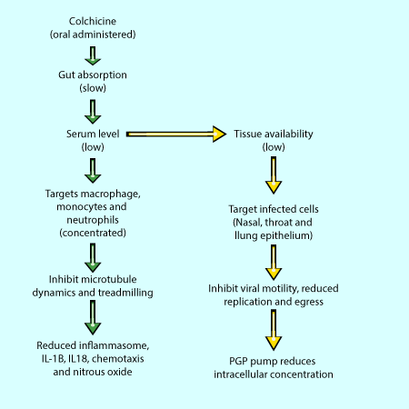 Above: Therapeutic pathways of colchicine through the body.