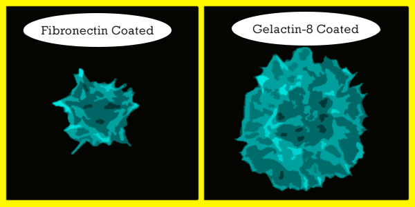 Schematic Cell spreading on substrates comprised of Fibronectin vs Galectin-8.