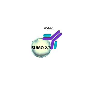 SUMO-2/3 Antibody Mouse Monoclonal (Clone 12F3)