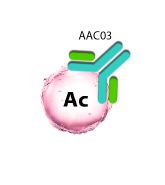 Acetyl-Lysine Antibody Mouse Monoclonal (19C4B2.1)
