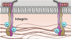 Schematic representation of acetylated integrin interacting with ECM