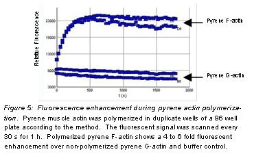 Figure 5: Fluorescence enhancement during pyrene actin polymerization.