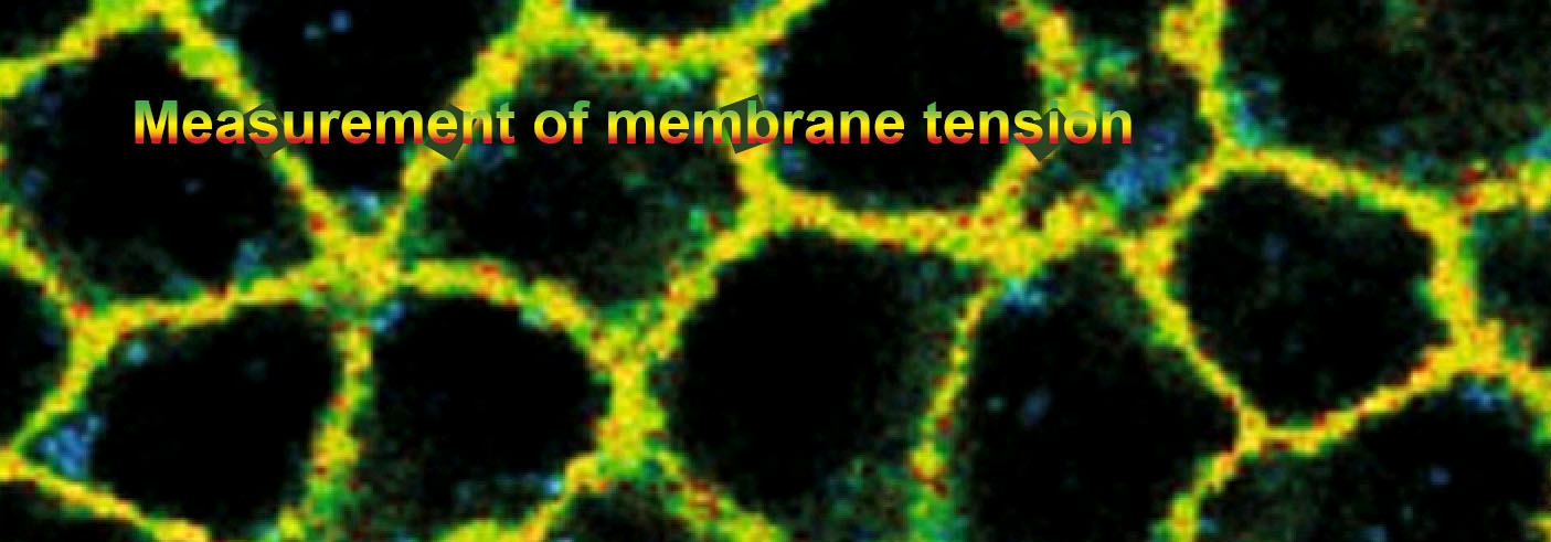 Measurement_of_membrane_tension_Flipper-TR_fluorescence