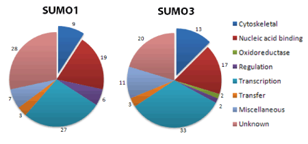 Sumo1-and-3-Pie-Chart-for-web
