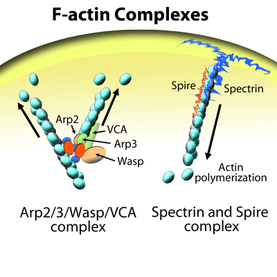 F-actin-complexs-v1